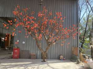<span class=keywords><strong>Arbre</strong></span> artificiel en fibre de verre de style chinois, imitant un <span class=keywords><strong>kaki</strong></span>, pour la décoration intérieure d'hôtels - Product Image 4