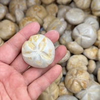 Vente en gros de fossiles d'ormeaux marins naturels bruts, spécimens authentiques d'échinoides, collection de fossiles marins anciens