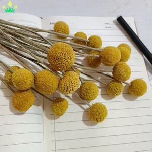 Lot de 20 boutons de fleurs séchées Craspedia Billy Ball, <span class=keywords><strong>rose</strong></span> foncé, bouquet floral, pour mariage, maison, grand vase, festival bohème - Product Image 6