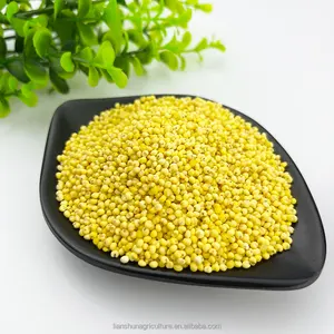 Millet jaune gluant décortiqué de bon goût millet blanc riz pour la consommation humaine