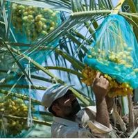 100% HDPE Raschel gebreide ademende mesh zak 1mm mesh 90x100cm 100x110cm voedselveilig gesneden voor groene dadelpalm fruitkwekerij