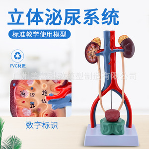 Modèle du système urinaire humain : anatomie de l'urétére, de la vessie, de l'urètre et du rein ; modèle du système reproducteur médical (3D). - Product Image 1