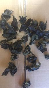 निर्यात अच्छी गुणवत्ता सूखी काले कवक मशरूम - Product Image 2