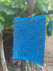 Trampa Adhesiva para Insectos de Doble Cara, Fuerte y No Tóxica, Color Amarillo, para Invernaderos, Huertos, Granjas, Jardines, Interiores y Exteriores - Product Image 4