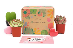 Kit di <span class=keywords><strong>piante</strong></span> <span class=keywords><strong>grasse</strong></span> e <span class=keywords><strong>cactus</strong></span> regalo kit per piantare al coperto - Product Image 6