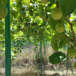 High Strength FRP Plant <b>Support</b> Stakes for Vineyards & <b>Tomatoes</b> Nursery Custom Cutting Processing Service Available - Product Image 5