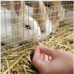 Yüksek sınıf kaynaklı tel örgü 1 ''x 1'' kare delik galvanizli çelik rulo çit kafesleri bahçeleri inşaat endüstriyel uygulamalar - Product Image 6