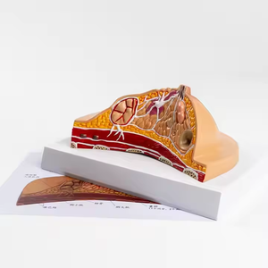 Modelo Anatómico de Seno Femenino de Plástico Médico YULIN - Ayuda de Entrenamiento para Ciencias Médicas - Product Image 4