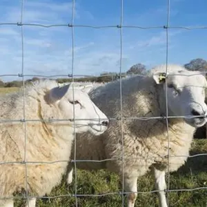 Recinto di filo metallico tessuto nodo fisso del campo di recinzione galvanizzato pecore e capre per pollame