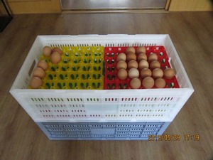 <span class=keywords><strong>ลัง</strong></span>พลาสติกสำหรับขนส่งไข่ รุ่น HJ-YSK10 - Product Image 4