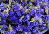 Bunga ungu kering kualitas tinggi untuk teh atau Dekorasi lupa saya bukan bunga kering Myosotis sylvatica dalam longgar