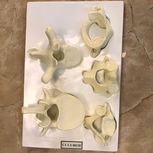 Modèle d'atlas humain magnifié avec axes cervicaux, thoraciques et lombaires, modèle d'affichage de la colonne vertébrale pour l'enseignement de la biologie en laboratoire - Product Image 4