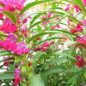 Flores naturales de <span class=keywords><strong>balsamina</strong></span> pura, flores secas de <span class=keywords><strong>balsamina</strong></span>, 1kg, venta al por mayor - Product Image 5