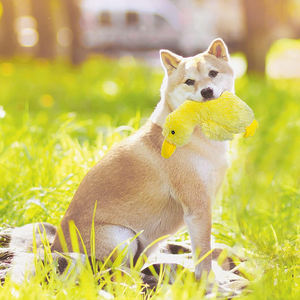 Forniture per animali domestici giocattolo per cani in peluche cigolante giocattoli per anatra cane con scricchiolatura morbida - Product Image 6