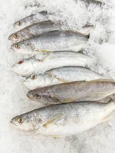 Croaker entier congelé, sauvage et naturel, de qualité supérieure, riche en protéines et faible en glucides, pour la restauration (HoReCa) - Product Image 3