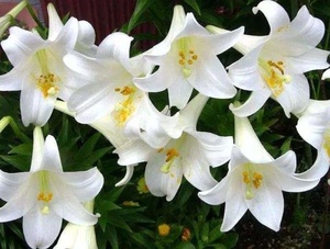 <span class=keywords><strong>Spray</strong></span> Deodorante Naturale al Profumo di Fiore di Muschio Bianco <span class=keywords><strong>per</strong></span> <span class=keywords><strong>Ambienti</strong></span>, Divani, Tende e Casa - Product Image 5