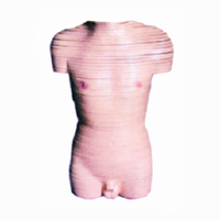 Modèle de dissection transversale du torse féminin en PVC importé pour l'enseignement médical, Chinon BIX-A3008