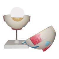 Educación en Ciencias Médicas, modelos de globo ocular de plástico 3D, modelo anatómico de ojo humano