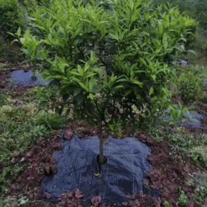 Bìa vải cỏ dại kiểm soát hàng rào Mat vải cảnh quan lembaran penutup gulma toile chống-mauvaises herbes tissu de paillage - Product Image 5