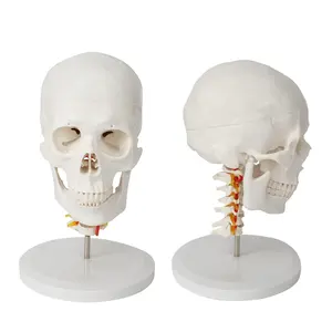 人体解剖模型PVC材料医学教学手工制作7椎体脊神经颈椎骨骼模型