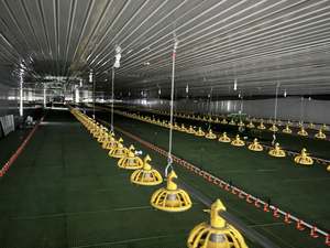 Alimentador automático de pollos AGRIESO, equipo para pollos de engorde, <span class=keywords><strong>bebedero</strong></span> de pezón, Control de clima, solución de ventilador de ventilación de refrigeración - Product Image 4