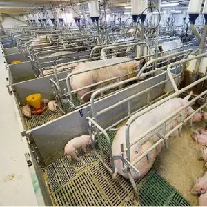 猪舍饲养笼母猪农场设备分娩板条箱热浸镀锌管仔猪笔