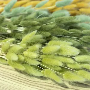 Fourniture d'usine de haute qualité nouvelle couleur or Orange Phalaris <span class=keywords><strong>Lagurus</strong></span> naturel séché rond lapin queues fleur - Product Image 6