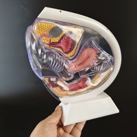 Modelo de Útero Humano Transparente Yulin, Utilizado para Estudiar la Estructura Interna del Reproducción y Embarazo Femeninos, CE/ISO