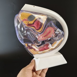 Modello Trasparente dell'Utero Umano Yulin per lo Studio della Struttura Interna della Riproduzione Femminile e della Gravidanza CE/ISO - Product Image 2