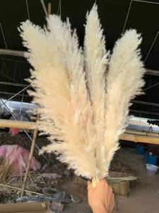 Q-8105 capim dos <span class=keywords><strong>pampas</strong></span> <span class=keywords><strong>pampas</strong></span> erba <span class=keywords><strong>centrotavola</strong></span> <span class=keywords><strong>matrimonio</strong></span> fleur de pampa - Product Image 2