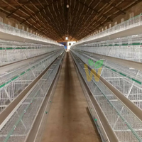 Cage à poules pondeuses automatique de type A à 4 niveaux pour ferme, capacité de 10 000 oiseaux, équipement avicole galvanisé à chaud pour la ponte des œufs