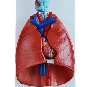 喉，心脏和肺模型，7个部分