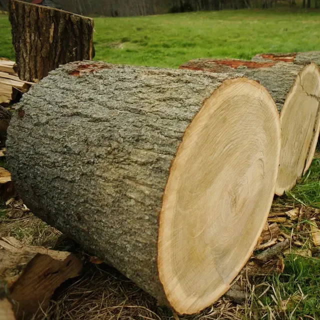 סיטונאי מחיר באיכות גבוהה למכירה אלון בולי עץ אלון עץ יומנים מחיר לכל מעוקב עץ בולי עץ