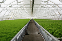 Système d'irrigation hydroponique NFT Seedafarm pour la culture de légumes sans terre, équipement d'irrigation à base de tuyaux haute rigidité