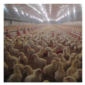 Kümes hayvanları çiftlik iş planı/tavuk yetiştiriciliği tasarımı/broiler çiftlik binası