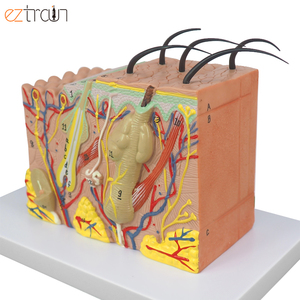 Modelo de Piel Humana Ampliada 35 Veces, Material de PVC, 20x12x12cm, para Educación Científica - Product Image 2