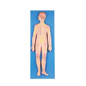 Teaching Resource Anatomical Manikin SC-A1110 Neural System Model for Medical School