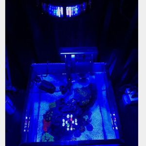 Bombilla LED para Acuario Par38 E27 120V Enchufe Europeo Personalizada para Uso Doméstico en Arrecifes de Coral - Product Image 4