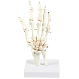Gelsonlab HSBM-100Aベーススタンドの人間の手と手首のスケルトンモデル、関節式解剖学モデル - Product Image 3