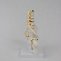 1:1 grandeur nature les cinq sections du bassin-Modèle d'anatomie médicale durable pour la formation clinique