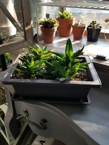 Vente en gros de fournitures de jardin, pots et jardinières en plastique, bonsaï d'entraînement - Product Image 2