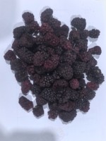 Groothandel Gedroogde Hele Zwarte Bessen 100% Natuurlijk Zonder Toegevoegde Suiker Zonder Additieven Private Label Bulk voor Snacks Bakken Granen