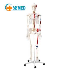 Human Life Size <strong>Vivid</strong> <strong>Full</strong> Body Anatomy 180cm Skeletons Model with Spinal Nerve Muscles for Medical Schools CE and ISO - Product Image 1