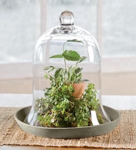 Personalizado grande claro flor flores <span class=keywords><strong>bonsai</strong></span> terrario plantas de flor cúpula - Product Image 3