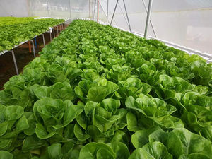 Équipement <span class=keywords><strong>hydroponique</strong></span> de <span class=keywords><strong>culture</strong></span> en lettres en gros, tube de croissance en PVC, tube en plastique 10x5cm, tube en PVC 4x2 pouces, canal NFT <span class=keywords><strong>hydroponique</strong></span> - Product Image 2