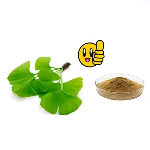 Высококачественный порошок экстракта листьев гинкго билоба, флавоны 24%, лактон 6%, Экстракт Гинко Билоба