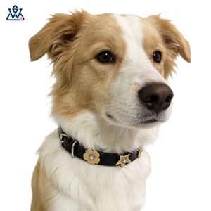 Colliers pour animaux de compagnie en cuir PU, petit collier floral pour chien, orné de bijoux multicolores pour chats et chiens, toutes saisons - Product Image 2