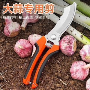 Tijeras para ajo de acero inoxidable con mango naranja para cosechar ajo y uso en jardinería - Product Image 1