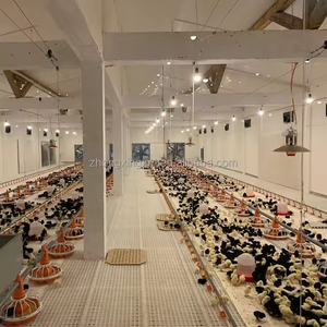 Système de Chaîne d'Alimentation Automatique pour Poulets à Moteur pour l'Élevage de Poulets de Chair et de Poules Pondeuses – Équipement Agricole - Product Image 6