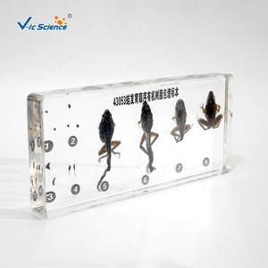 Đồ dùng giáo dục Dụng cụ dạy học sinh vật học Chuỗi phát triển của ếch Đóng gói mẫu vật Giải phẫu động vật Mẫu vật sinh học - Product Image 2